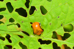 Charidotella emarginata