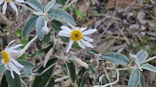 Image of Olearia pannosa by (c) Rosalie Lawrence, some rights reserved (CC BY)