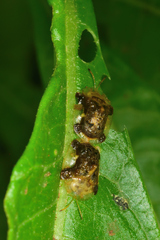 Helocassis testudinaria