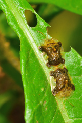 Helocassis testudinaria