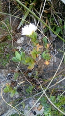 Erepsia forficata
