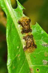 Helocassis testudinaria