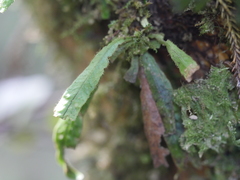 Notogrammitis pseudociliata