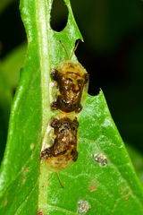 Helocassis testudinaria