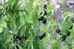 Callicarpa acuminata