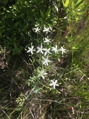 Sabatia macrophylla