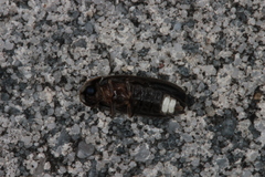 Lamprohiza splendidula