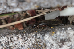 Lamprohiza splendidula