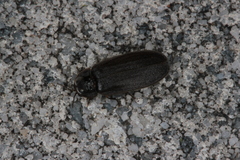 Lamprohiza splendidula