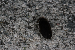 Lamprohiza splendidula