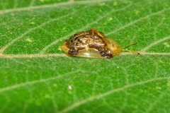 Helocassis testudinaria