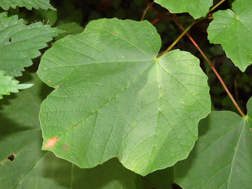 Acer opalus ssp. obtusatum