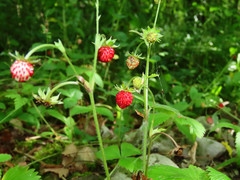 Fragaria vesca vesca
