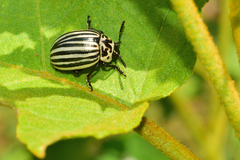 Leptinotarsa undecimlineata