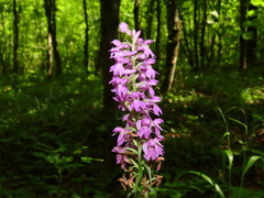 Dactylorhiza saccifera