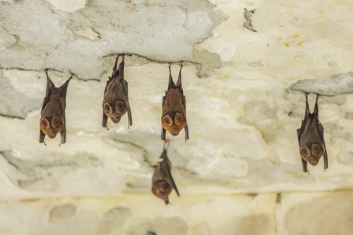 Great Himalayan Leaf-nosed Bat