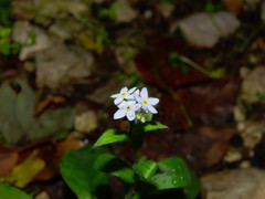 Myosotis sylvatica sylvatica