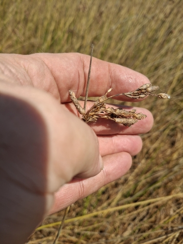 Schoenoplectus subulatus observed 2024-08-28