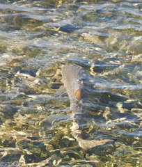 Negaprion brevirostris