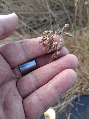 Schoenoplectus subulatus observed 2024-08-28