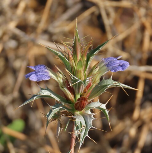 Image of Blepharis obmitrata by no rights reserved