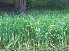 Iris pseudacorus