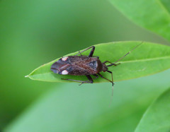 Closterotomus annulus