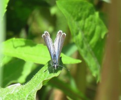 Glaucopsyche lygdamus