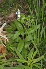 Myosotis nemorosa