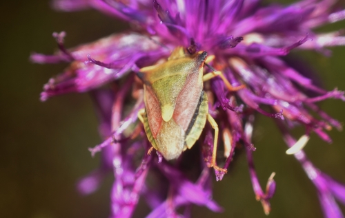 Carpocoris fuscispinus