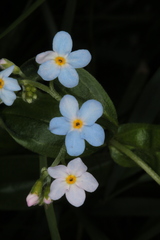 Myosotis nemorosa