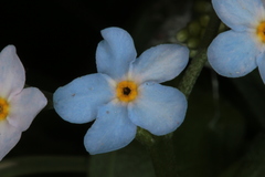 Myosotis nemorosa