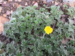 Potentilla subvahliana