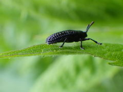 Microrhopala excavata