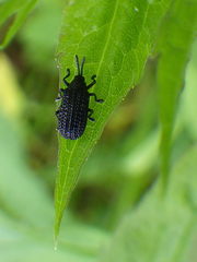 Microrhopala excavata