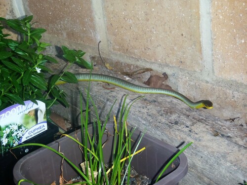 Common Tree Snake sighting