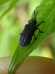 Microrhopala excavata