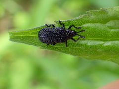 Microrhopala excavata