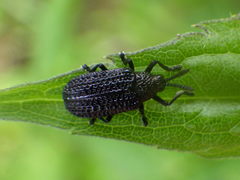 Microrhopala excavata