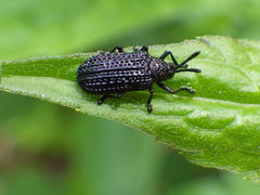 Microrhopala excavata