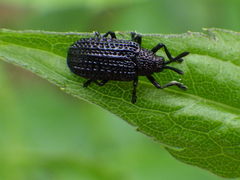 Microrhopala excavata