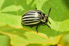 Leptinotarsa undecimlineata