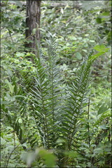 Dryopteris tokyoensis