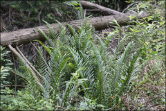 Dryopteris tokyoensis