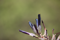 Puya coerulea