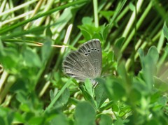 Glaucopsyche lygdamus