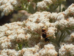 Euodynerus hidalgo viereckii
