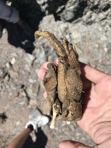 Spiny Chuckwalla, Sauromalus hispidus