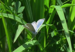 Glaucopsyche lygdamus