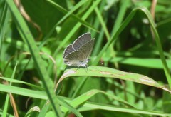 Glaucopsyche lygdamus